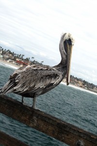 IMG_2234 IMG_2234