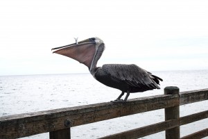 IMG_2246 IMG_2246